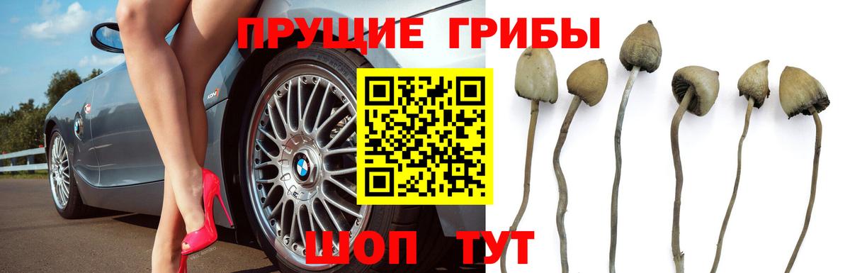 Галлюциногенные грибы Magic Shrooms  Галлюциногенные грибы ЛСД  купить наркотики сайты  Вход с VPN  Волжский 
